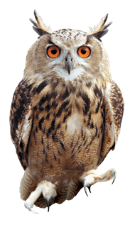 Owl PNG-26769